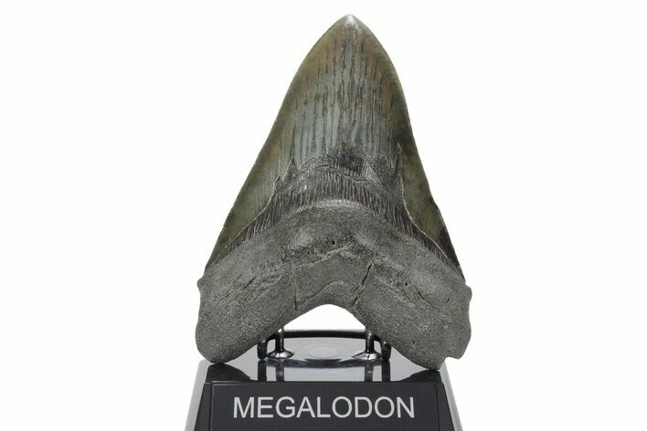 Fossil Megalodon Tooth - Massive SC River Meg #353103